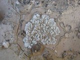 Squamarina cartilaginea var. cartilaginea image