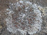 Squamarina cartilaginea var. cartilaginea image