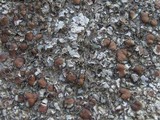 Squamarina cartilaginea var. cartilaginea image