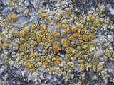 Caloplaca citrina image