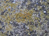 Caloplaca citrina image