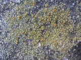 Caloplaca citrina image