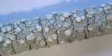 Pertusaria subambigens image