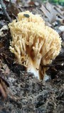 Ramaria flava image