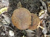 Suillus acidus image