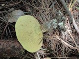 Suillus acidus image