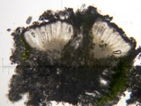 Varicellaria rhodocarpa image