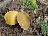 Suillus punctipes image