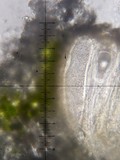 Varicellaria rhodocarpa image