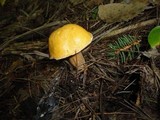 Suillus punctipes image