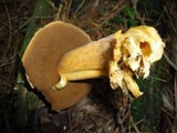 Suillus punctipes image