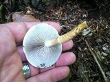 Hemistropharia albocrenulata image