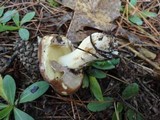 Suillus luteus image