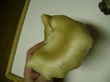 Tricholoma resplendens image