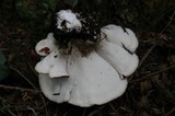 Jahnoporus hirtus image