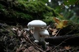 Clitocybe robusta image