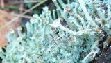 Cladonia chlorophaea image