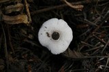 Leucocoprinus brebissonii image