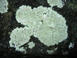 Image of Lepraria disjuncta