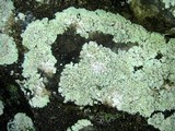 Lepraria disjuncta image