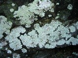 Lepraria disjuncta image