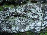 Lepraria disjuncta image