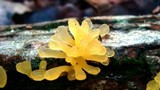 Dacryopinax spathularia image
