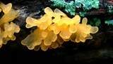 Dacryopinax spathularia image
