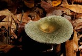 Russula virescens image