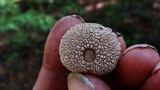 Lycoperdon echinatum image