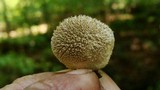 Lycoperdon echinatum image