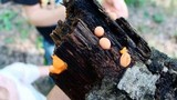 Lycogala epidendrum image