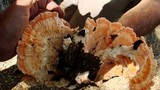 Laetiporus cincinnatus image