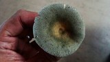 Russula virescens image