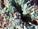 Cladonia asahinae image