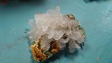Tremella fuciformis image