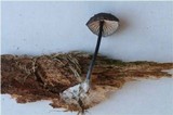 Entoloma diversum image