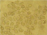 Entoloma diversum image