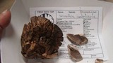 Sarcodon imbricatus image