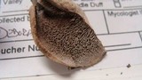 Sarcodon imbricatus image