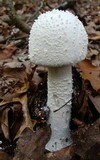 Amanita polypyramis image