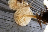 Marasmius oreades image