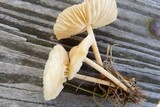 Marasmius oreades image