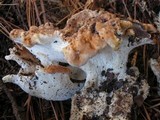 Bondarzewia occidentalis image