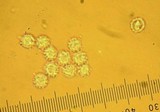 Bondarzewia occidentalis image