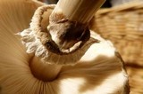 Chlorophyllum rachodes image
