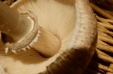 Chlorophyllum rachodes image