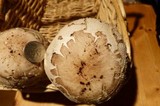 Chlorophyllum rachodes image