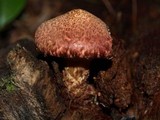 Suillus spraguei image