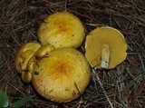 Suillus americanus image